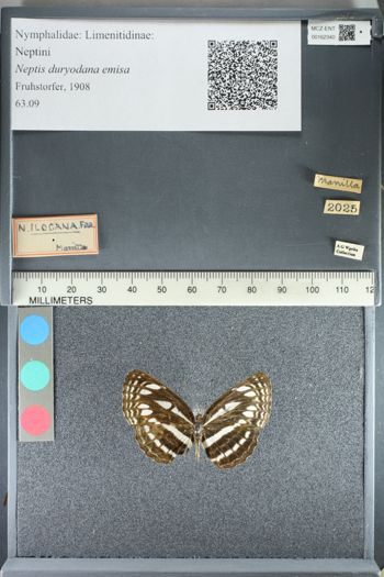 Media type: image;   Entomology 162340
